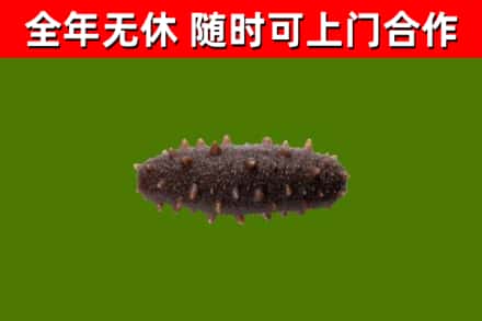 龙岩回收海参干